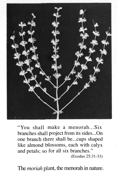 Photograph of plant with seven twigs and English text underneath explaining the six branches of a menorah.