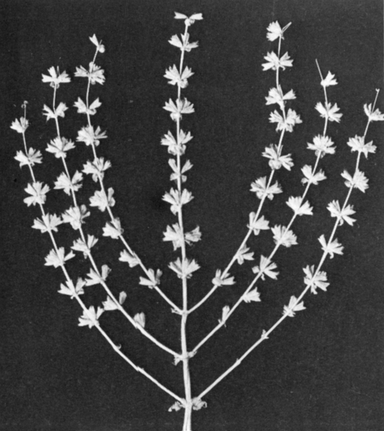 Photograph of plant with seven twigs.