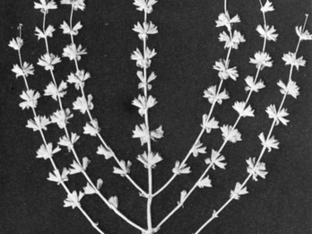 Photograph of plant with seven twigs.