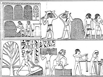 Harvesting and Threshing in Egyptian Painting, from the Tomb of Pa-heri (New Kingdom) Drawing of relief of people working in the fields with hieroglyphic writing on top and around figures.