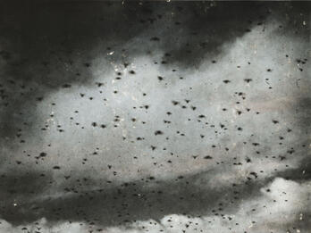 Locust Swarm Photograph of sky filled with flying insects.
