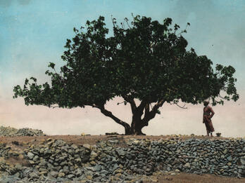 Photograph of tree with leaves.