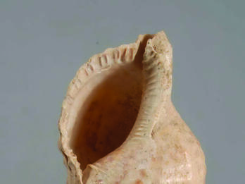 Conch Trumpet Conch shell resting in a modern wire frame.