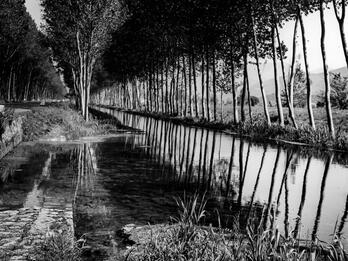 Latina, Southern Italy Photograph of creek lined with rows of straight trees.