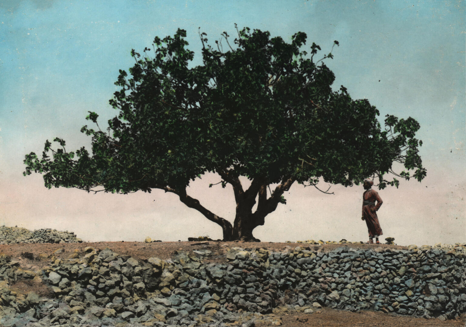 Photograph of tree with leaves.