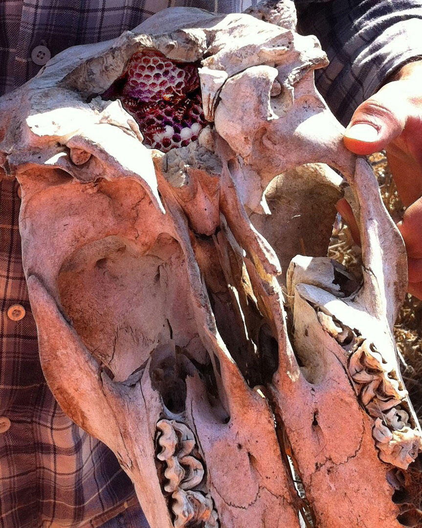 Photograph of wasp hive inside cavity of cow's skull. 