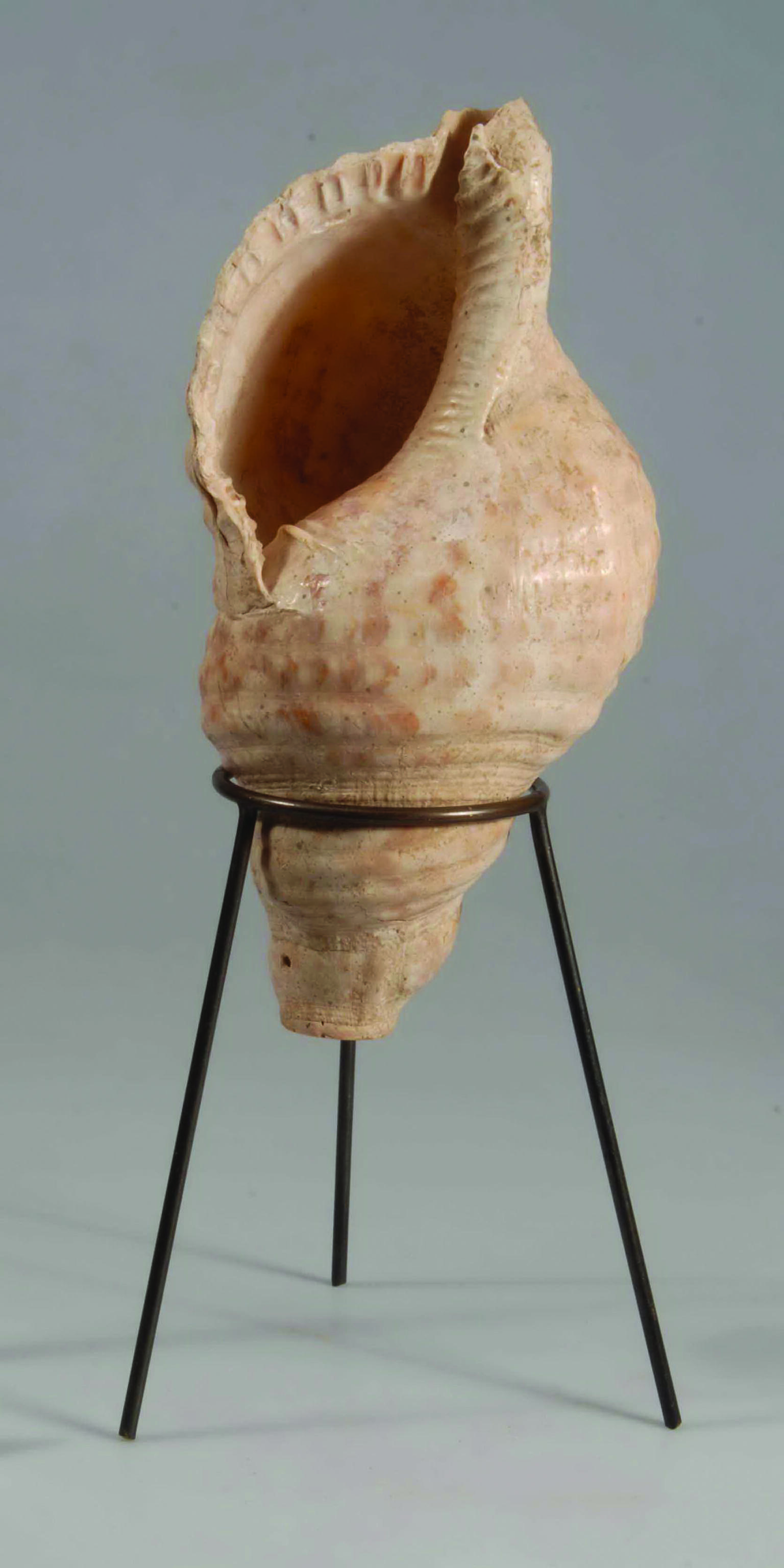 Conch shell resting in a modern wire frame.