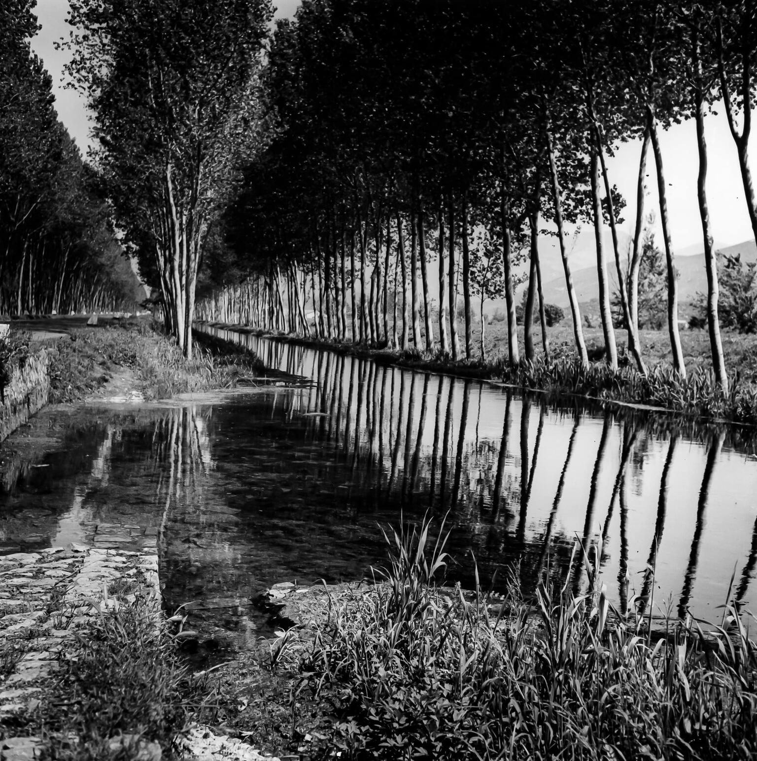 Photograph of creek lined with rows of straight trees.