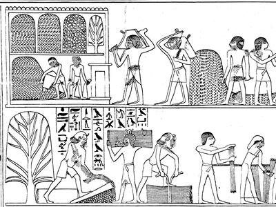 Harvesting and Threshing in Egyptian Painting, from the Tomb of Pa-heri (New Kingdom) Drawing of relief of people working in the fields with hieroglyphic writing on top and around figures.