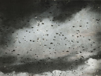 Photograph of sky filled with flying insects.