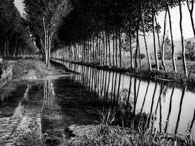 Photograph of creek lined with rows of straight trees.